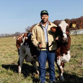 hands on learning a male student standing with a cow